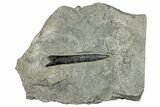 Fossil Belemnite (Acrocoelites) in Rock - Germany #293093-1